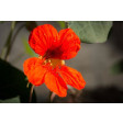 nasturtium