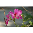 bauhinia