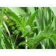 papaver, leaf, poppy, sugarflower, clayflower, suikerbloem, klaproos, GM01P010-02
