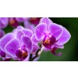 voedselkleurstof, spectral, sugarflair, orchid, orchidee, paars, A140, kleurstof, colour, color, kleur, purple