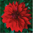 dahlia, petal, blad, red, babylon, veiner, VEI245, medium, bloemblad, simply