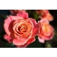 blooms, roos, rose, petal,  veiner, silicone, bloemen, flower, flowers, porcelain, craft, sugarflowers, silicone, veiner, nerfvormer, Natali