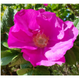 rugosa, rosa, roos, dogrose, wilde_roos