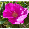 dogrose, dog rose, rugosa, rosa, petal, cutter, sugarflowers, clayflower, robert, VRH112