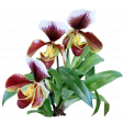 alan, dunn, orchid, sugarflowers, clayflower, slipper, venusschoen, lady's, paphiopedilum