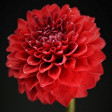 5999566812118, dahlia, pompom, flowerpaste, bloemenpasta, gumpaste, suikerbloemen, sugarflowers, PRH001, sugarflowerstudio, sugar_flower_studio, Robert, Haynes, gum_paste