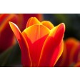 blooms, tulip, petal,  veiner, silicone, bloem, bloemen, flower, flowers, sugarflower, porcelain, craft, tulp, spring, voorjaar, sugarflowers, silicone, veiner, nerfvormer