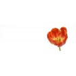 tulip, tulp