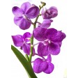 aldaval, vanda, orchid, petal, veiner, sugarflower, clayflower, 8053