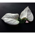 lilac, sering, daphne, lilac, sering, seringen, sugardelites, VEI112, sugarflowers, suikerbloemen