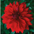 dahlia, petal, blad, red, babylon, cutter, CUT755-TT