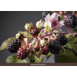 blackberry, blackberries, bramen, robert, VRH025, botanical