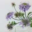 centre, center, flowercenter, mold, mould, robert, scabious, haynes, sugar flower studio