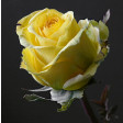 yellow-rose