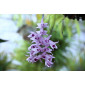 Alan Dunn Collection - Dendrobium Orchid