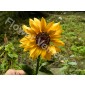 Flower Veiners Helianthus Sunflower Petal - Small