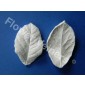 Flower Veiners Rosa Chinensis Rose Leaf S
