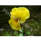 Flower Veiners Viola Pansy Petal set S