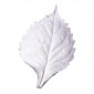 SK Great Impressions Leaf Veiner Hydrangea 9 cm VL