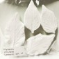 SK Great Impressions Leaf Veiner Physalis (Chinese Lantern) Set of 2 : Medium/Small