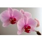 Alan Dunn Collection - Moth orchid 1