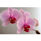 Alan Dunn Collection - Moth orchid 2