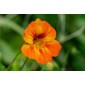 Alan Dunn Collection - Nasturtium