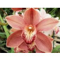 Tinkertech Two Cutters Cymbidium Orchid 831-834