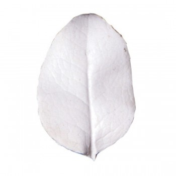 SK Great Impressions Leaf Veiner Camellia 5.5/4.5cm