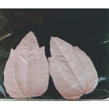 SK Great Impressions Leaf Veiner Clematis M