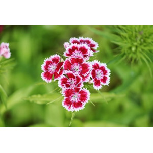 dianthus, steenanjer