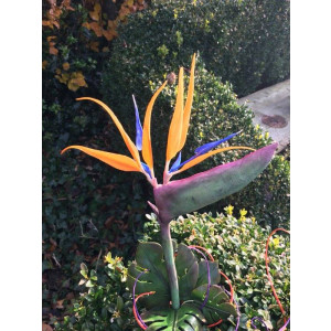 bird, paradise, paradijsvogel, sugarflower, FRPC014, Alan, Dunn