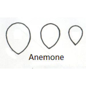 anemoon, anemone