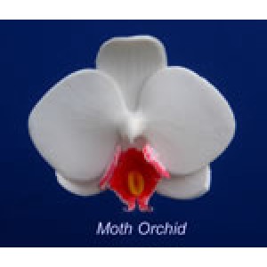 Hawthorne Hill Moth Orchid Set L
