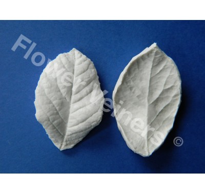 Flower Veiners Rosa Chinensis Rose Leaf S