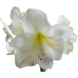 blooms, amaryllis, petal, A, general, universal, algemeen, universeel, veiner, silicone, bloem, bloemen, flower, flowers, sugarflower, porcelain, craft