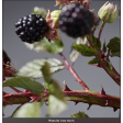 blackberry, calyx, kelkblad, robert, CRH003-SS, CRH003, braam, bramen