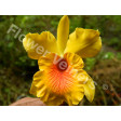 flower, veiners, veiner, cattleya, orchid, orchidee, blad, bloem, suikerbloem, suikerbloemen, clayflower, clayflowers, porcelain, porselein, silicone, siliconen, voedselveilig, flowerveiners, flowerveiners.com