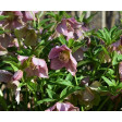 hellebore, helleborus, kerstroos