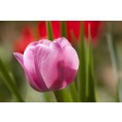tulp, tulip