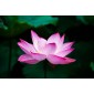 Alan Dunn Collection - Lotus/Water Lily