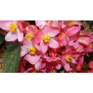 SK Great Impressions Petal Veiner Begonia