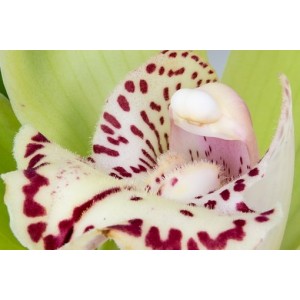 SK Great Impressions Petal Veiner Orchid Cymbidium Lips M