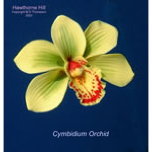 Hawthorne Hill Cymbidium Orchid Set S