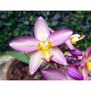 orchid, spathoglottis, alan, dunn, sugarflowers, clayflower