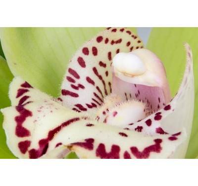 SK Great Impressions Petal Veiner Orchid Cymbidium Lips M