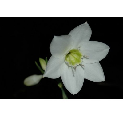 Alan Dunn Collection - Eucharis Lily