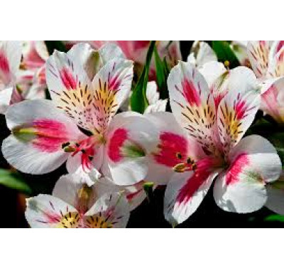 Framar Cutters - Alstroemeria set/3