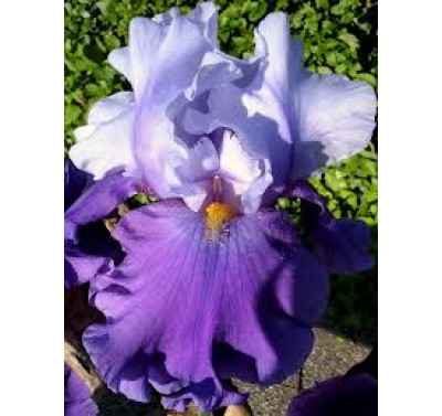 Alan Dunn Collection - Bearded Iris Cutter set