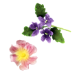 pansy, violet, viool, 103FF048, blad, bloemblad, bloem, flower, leaf, jem